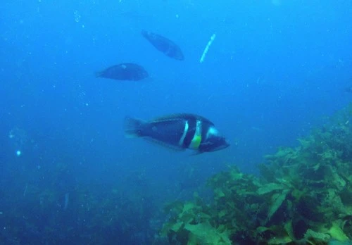 Sandager's Wrasse