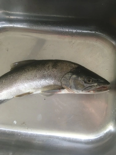 Trota atlantica