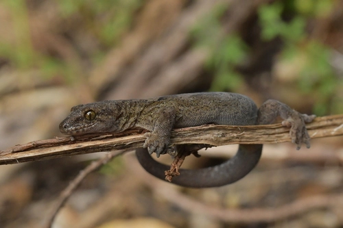 Raukawa Gecko