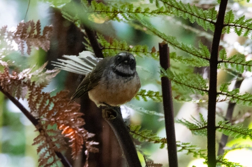 Chatham Island Fantail