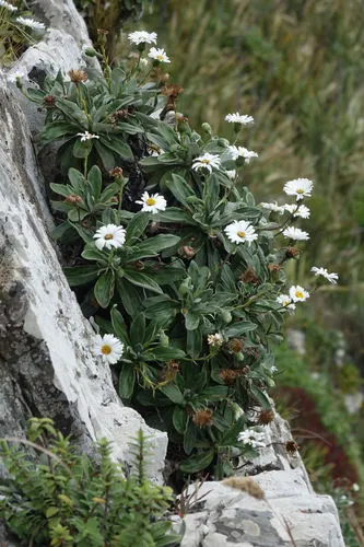 Lindsay's Daisy