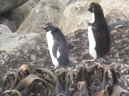 Eastern Rockhopper Penguin