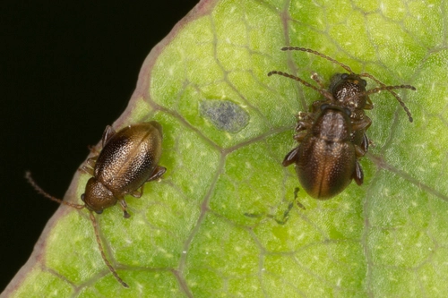 Coprosma Brown Chrysomelid Beetle