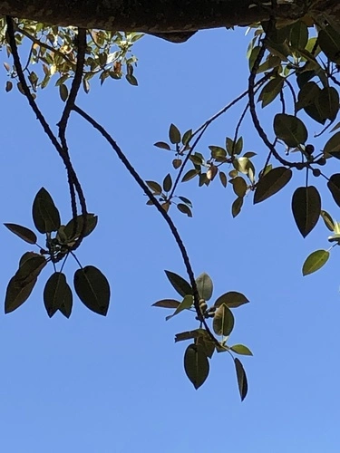 Moreton Bay fig