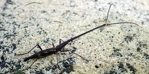 Giraffe Weevil
