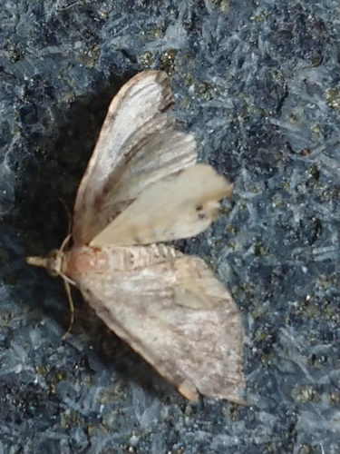 Carpet Moths