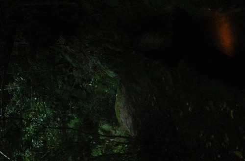 New Zealand Glow Worm