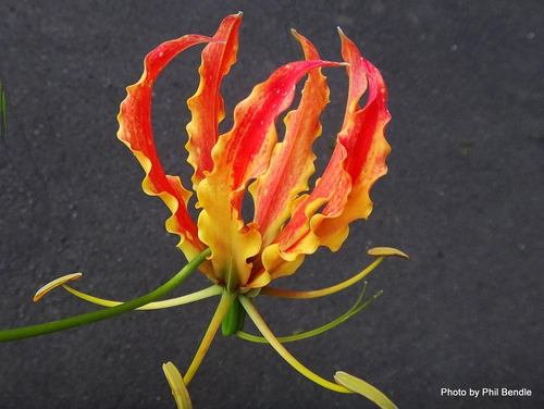 flame lily