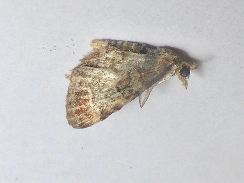 Carpet Moths