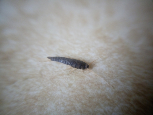 Common Silverfish