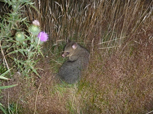 Possum