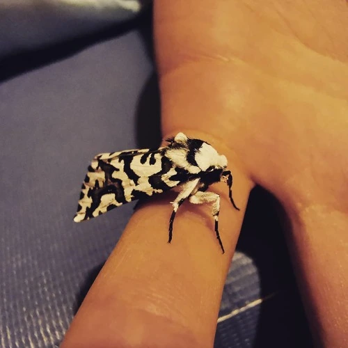 North Island Lichen Moth