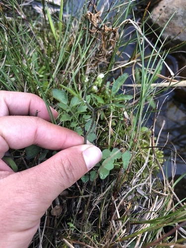 bittercresses