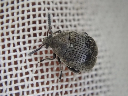 Broom Seed Beetle