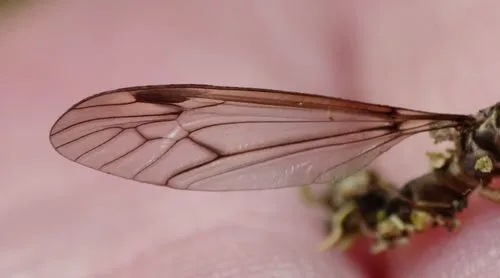 Leptotarsus cubitalis