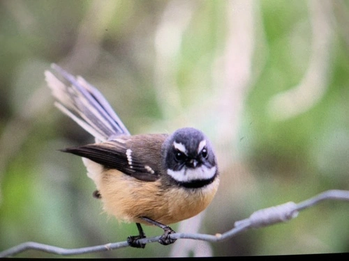 South Island Fantail