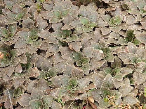 Gunnera hamiltonii