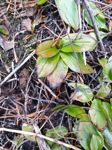 Mud Pondweed