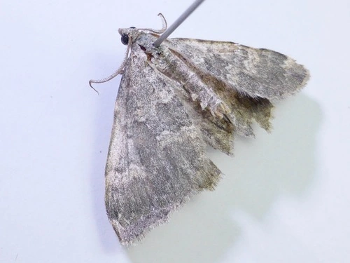 Carpet Moths