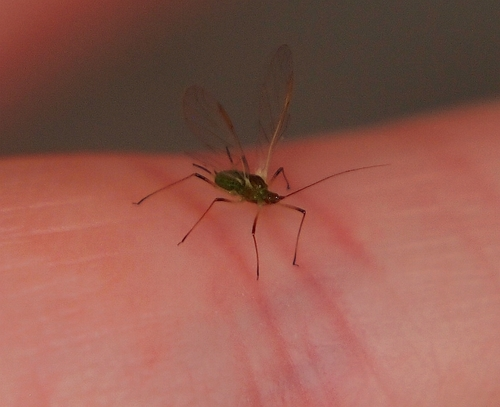 Aphidinae