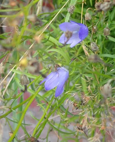 Harebell