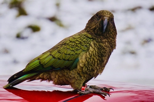 Kea