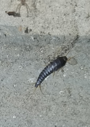 Common Silverfish