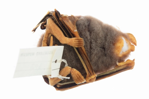 New Zealand Lesser Short-tailed Bat