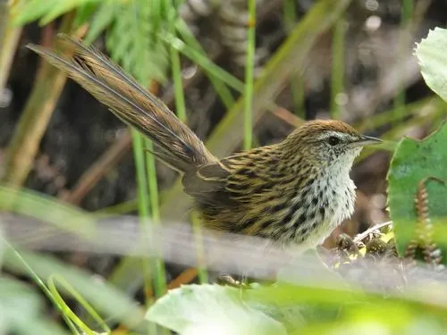 North Island Fernbird