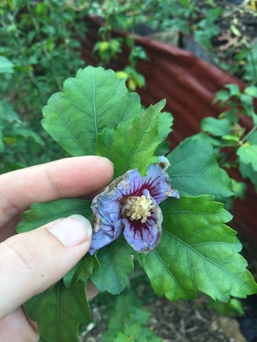 tulipán chino