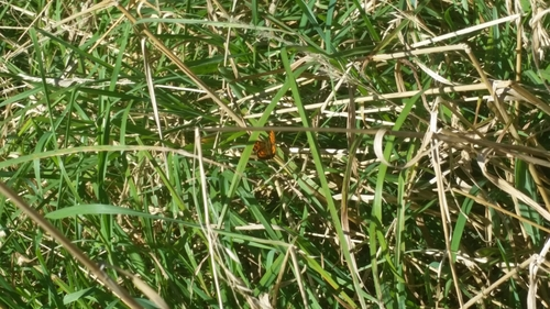 Lycaeninae
