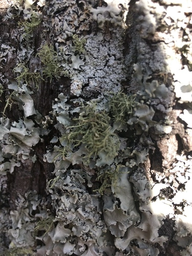 Lecanoromycetidae