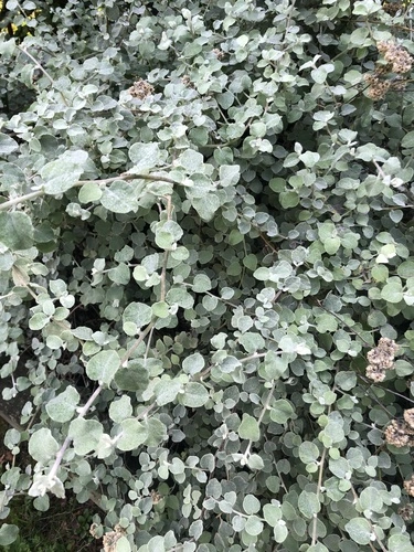 Licorice plant