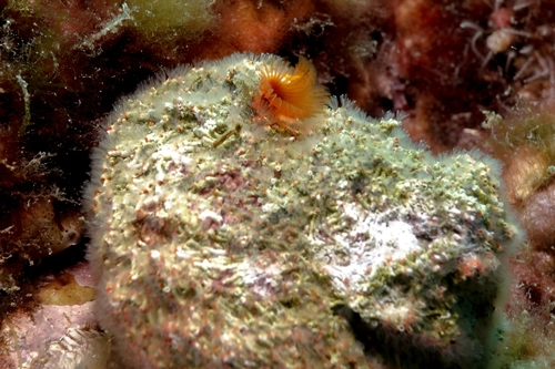 Serpulid Tubeworms