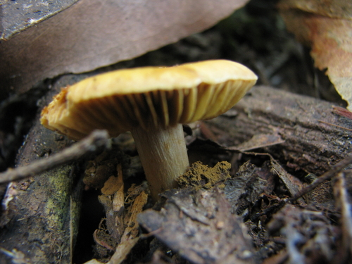 Webcaps