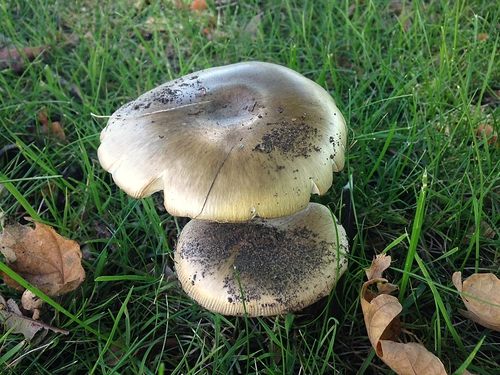 Deathcap