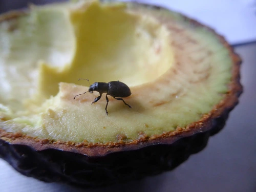Fuller's rose weevil