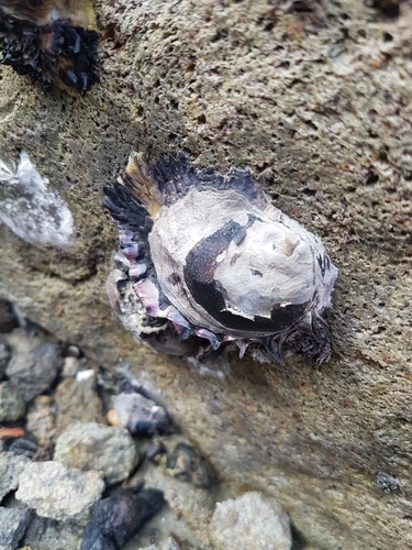 Pacific Oyster