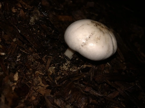 Common Gilled Mushrooms and Allies