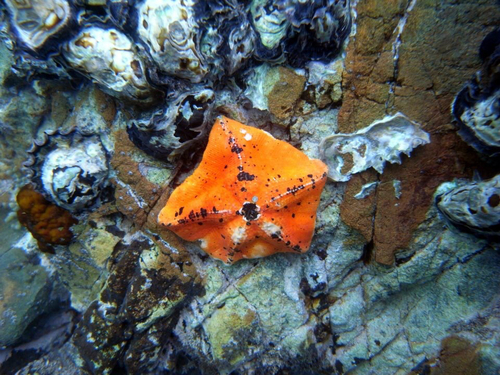 Ambush Sea Star