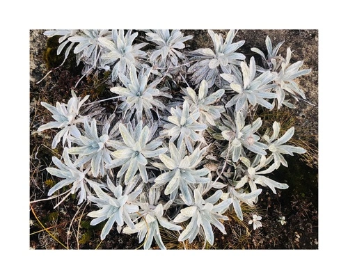 Celmisia allanii