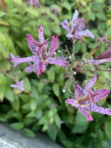 toad lily