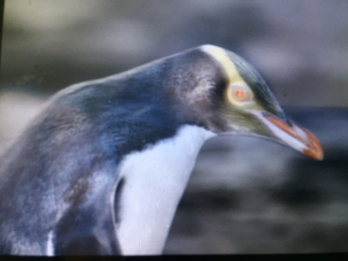 Yellow-eyed Penguin