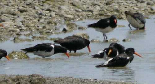 Variable Oystercatcher