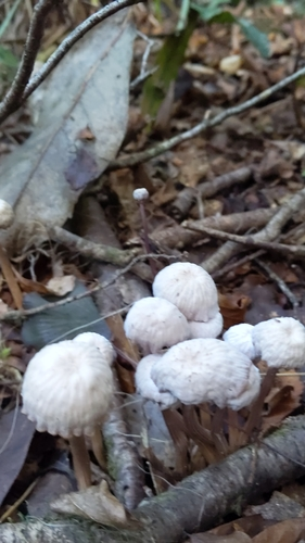 Common Gilled Mushrooms and Allies