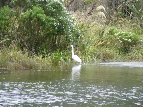 Egretta garzetta immaculata