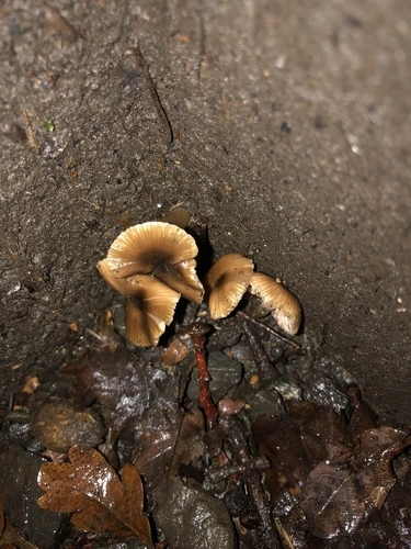 Common Gilled Mushrooms and Allies