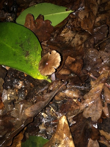 Common Gilled Mushrooms and Allies