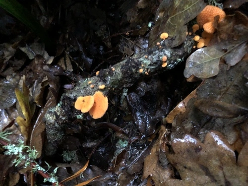 orange pore fungus