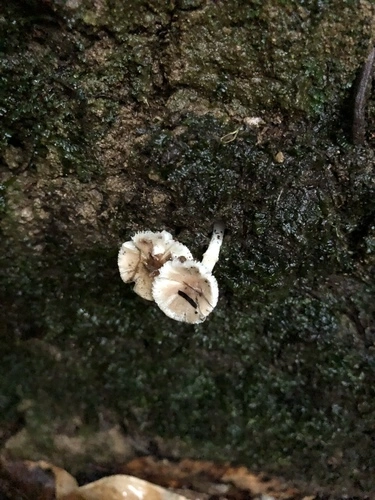 Common Gilled Mushrooms and Allies